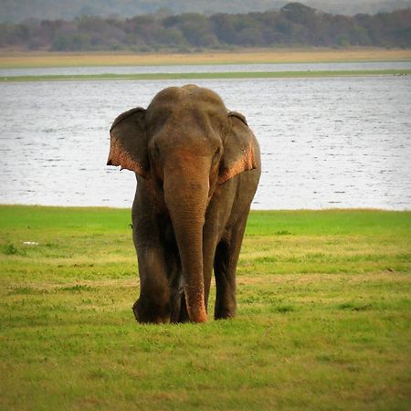 Mahoora Tented Safari Camp 达瓦拉维 外观 照片